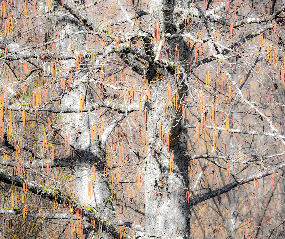 USA-Washington State-Carnation-Pacific Northwest early spring Alder Trees